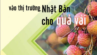 CẨM NANG HƯỚNG DẪN XUẤT KHẨU VÀO THỊ TRƯỜNG NHẬT BẢN CHO QUẢ VẢI